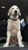 Logan II (Marley II)