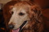 Roxy