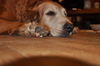 Roxy