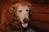 Roxy