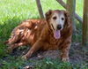 Roxy