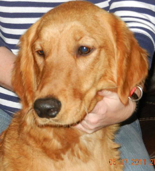 Gingersnap