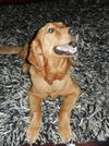 Gingersnap