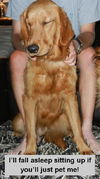 Gingersnap