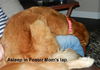 Gingersnap