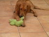 Shana
