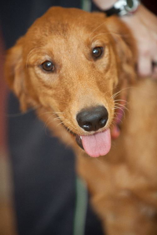 Gracie