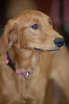 Gracie