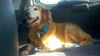 Lotti 298