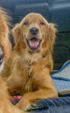 Dixie 312