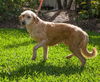 Suzie Q 373