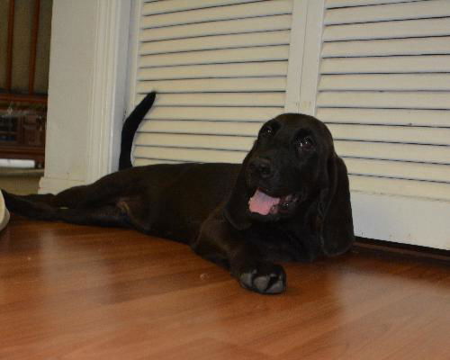 Duke