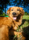 Ginger 531