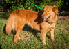 Ginger 531
