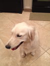 Annabelle 604