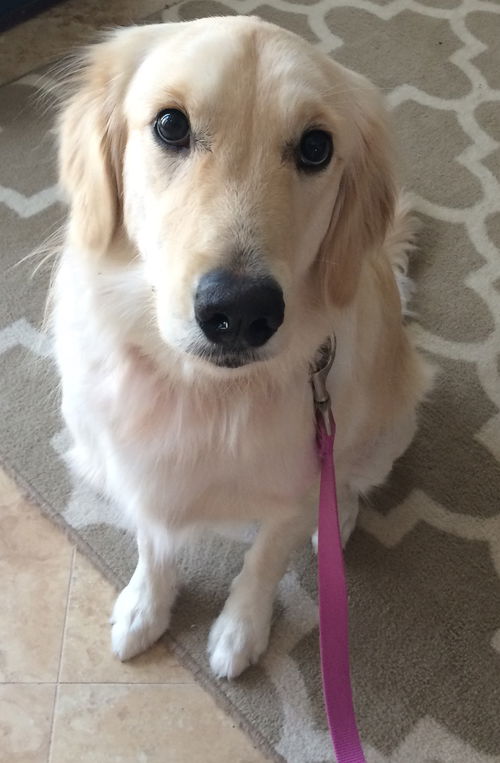 Gracie 622