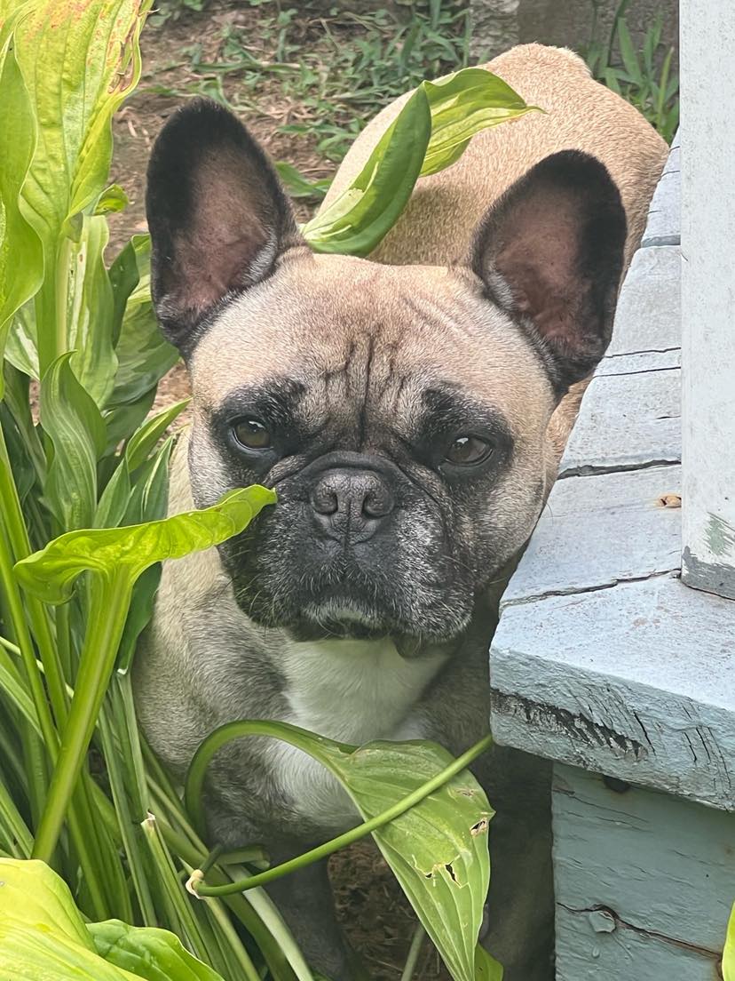 adoptable Dog in Norwood, MA named Sophie