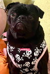 adoptable Dog in , MA named Malibu