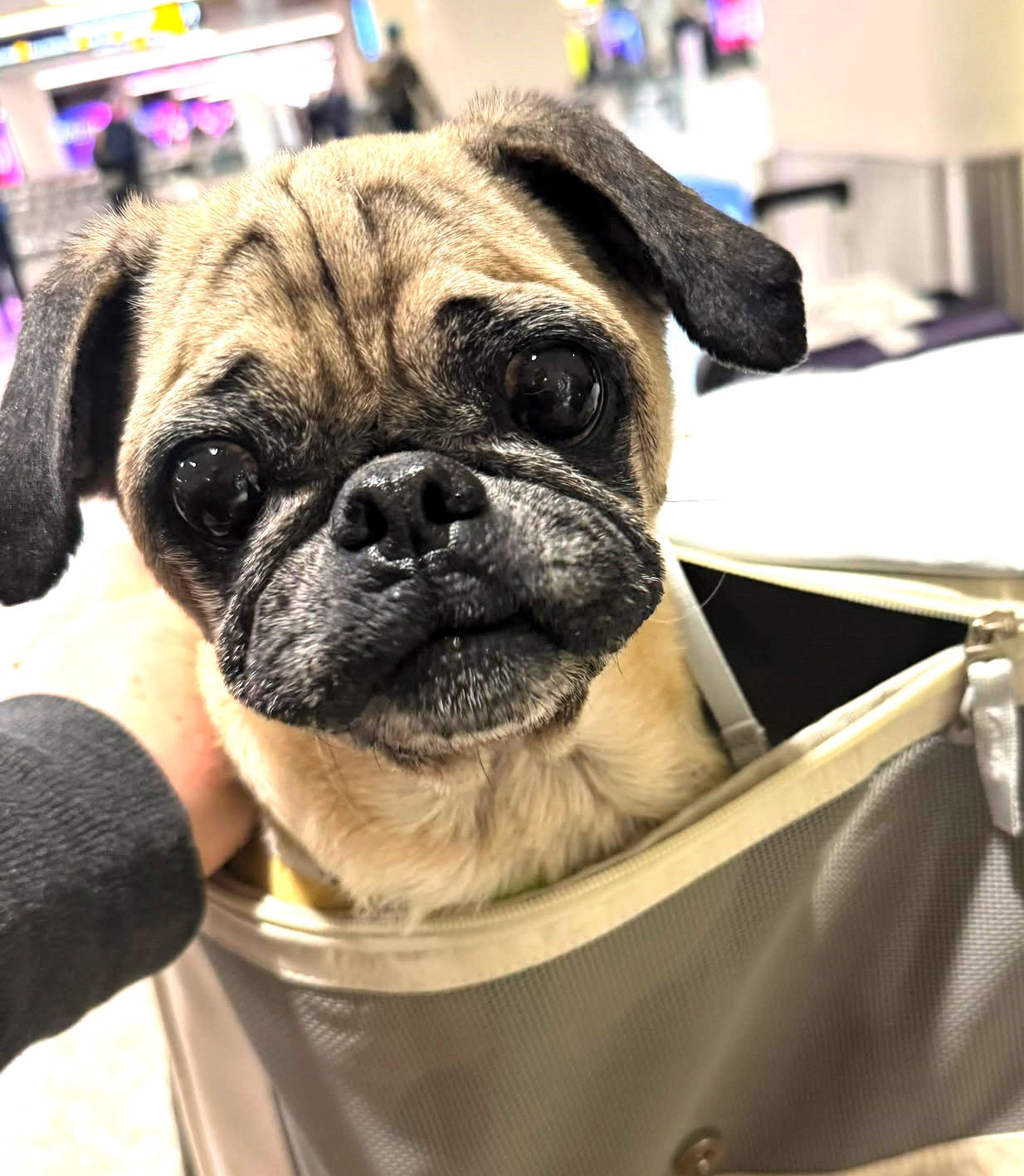 Available Pugs – Pug Rescue Of New England