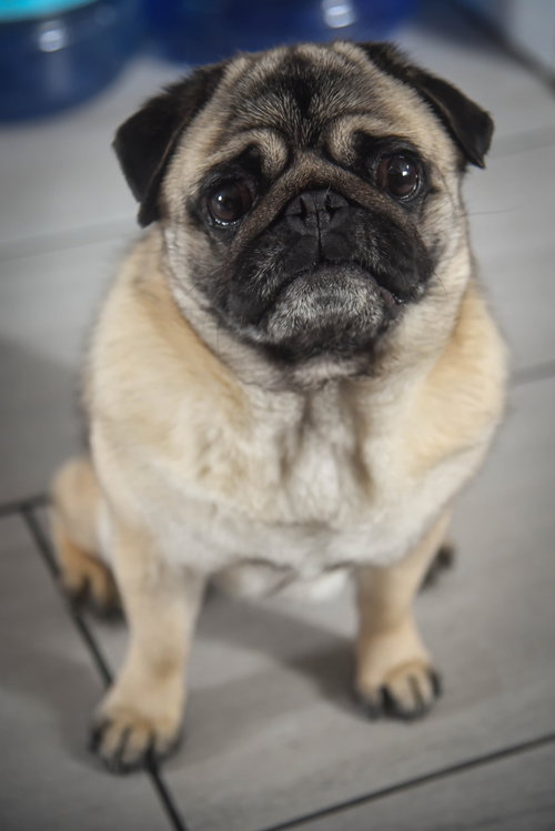 picture of the dog needing adoption