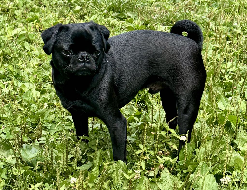 adoptable Dog in Norwood, MA named Ollie