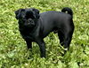 adoptable Dog in  named Ollie