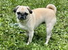 adoptable Dog in  named Cece