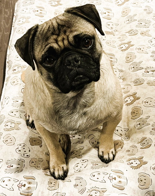 animal-image