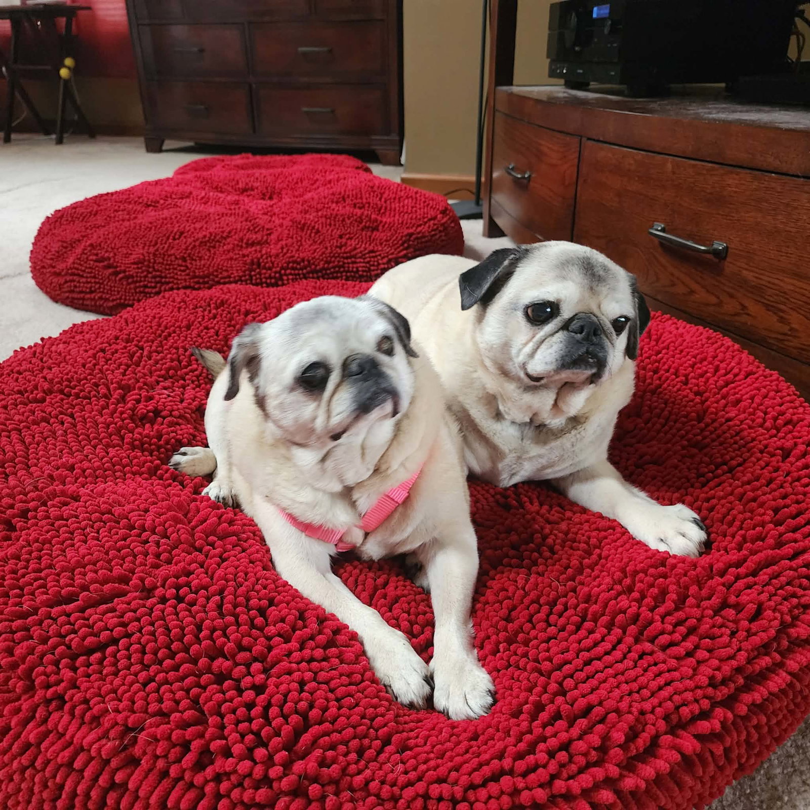 Pretty Girl & Shiner (BONDED PAIR)