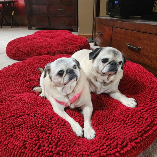 Pretty Girl & Shiner (BONDED PAIR), an adoptable Pug in Somerville, MA
