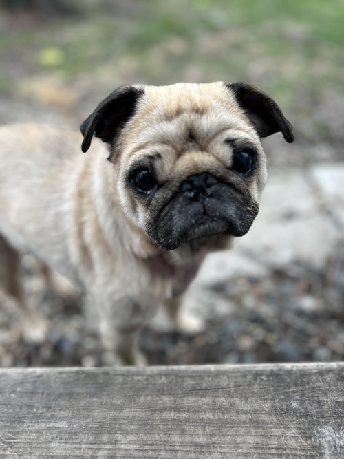 Figgy photo 3
