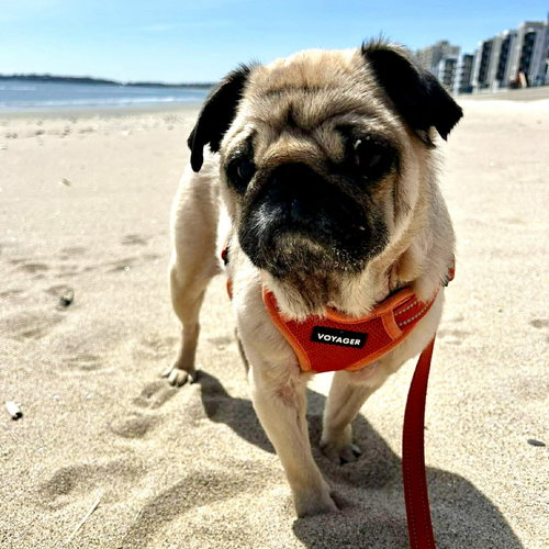 Figgy, an adoptable Pug in Somerville, MA