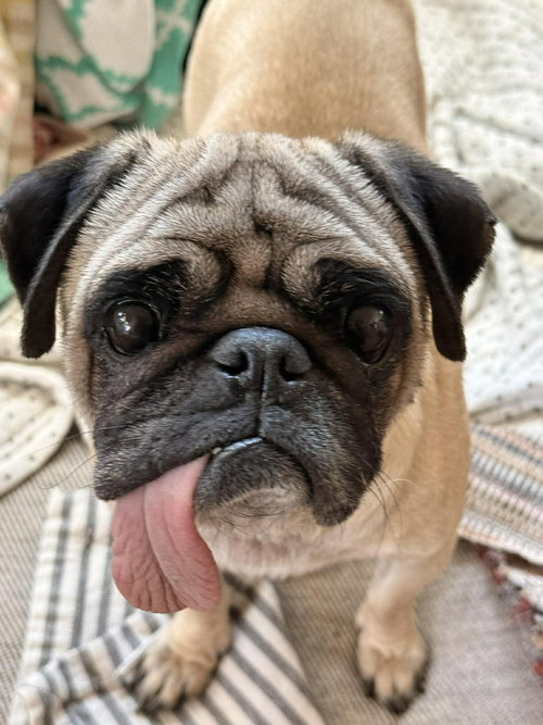 Calzone, an adoptable Pug in Somerville, MA