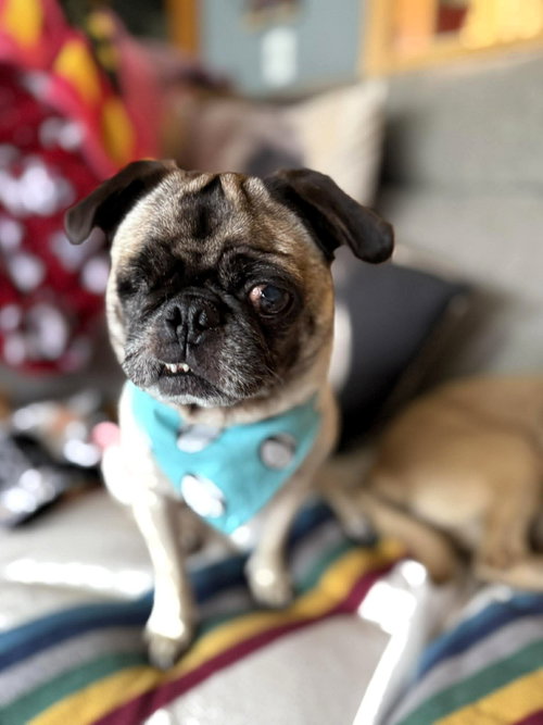 Irene, an adoptable Pug in Somerville, MA