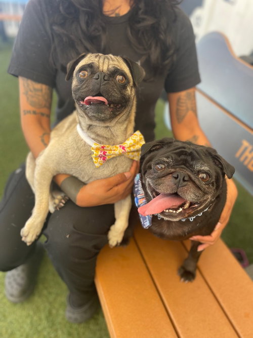 Yoda & Jabba (BONDED PAIR), an adoptable Pug in Somerville, MA