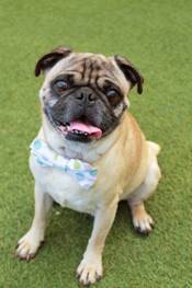 Croydon, an adoptable Pug in Somerville, MA