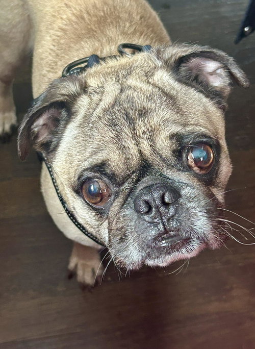 Croydon, an adoptable Pug in Somerville, MA