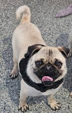 Bunsen, an adoptable Pug in Somerville, MA