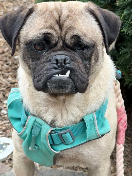 Ripley, an adoptable Pug in Somerville, MA