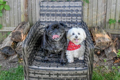 Jewel & Bowie photo 5