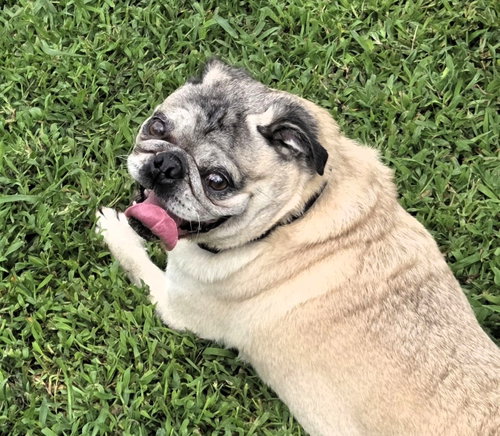 Toby, a dog for adoption from Pug Rescue of New England