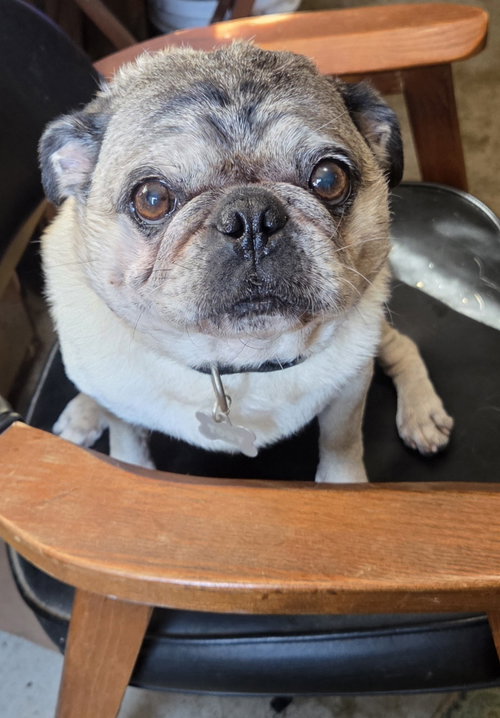 Photo 4 of Toby
