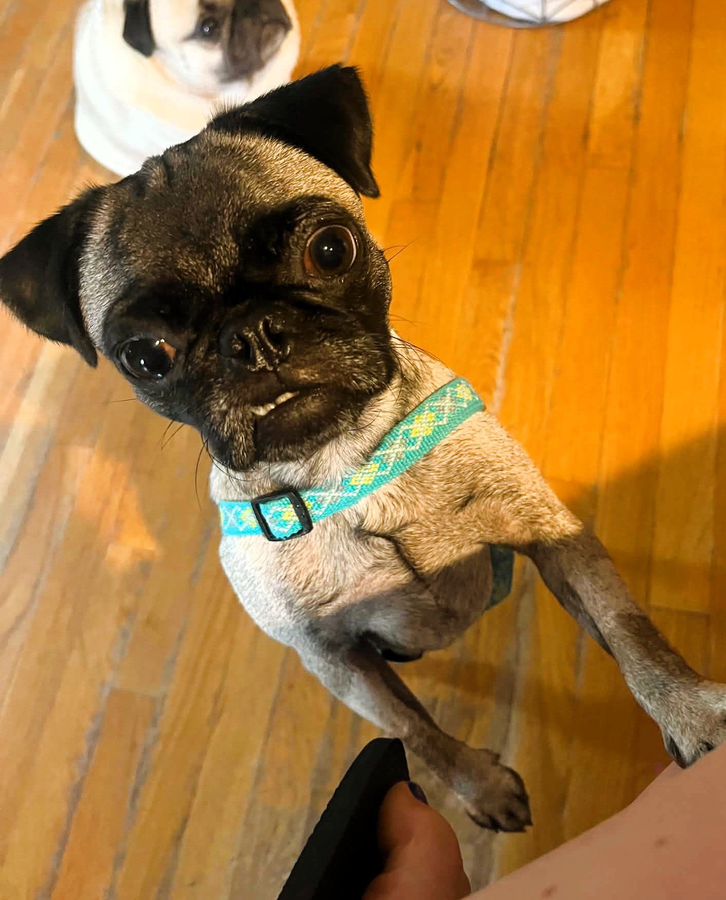 Bash, Pug