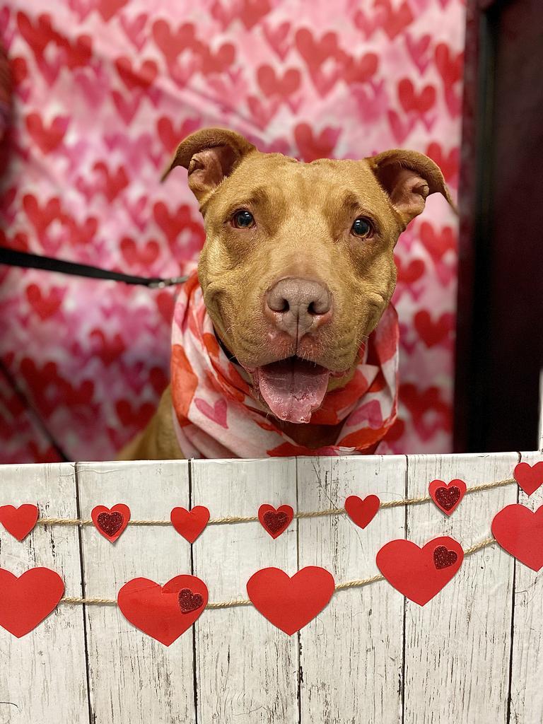 adoptable Dog in Trenton, NJ named Maple