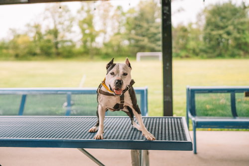 PANDA - American Staffordshire Terrier available for adoption