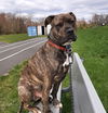 adoptable Dog in  named Woodrow