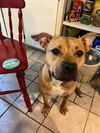 adoptable Dog in  named Nacho (Courtesy Post)