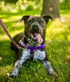 adoptable Dog in  named Jenga