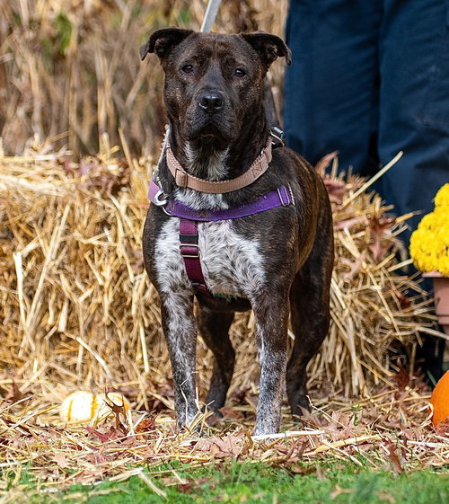 JENGA - American Staffordshire Terrier / Hound available for adoption