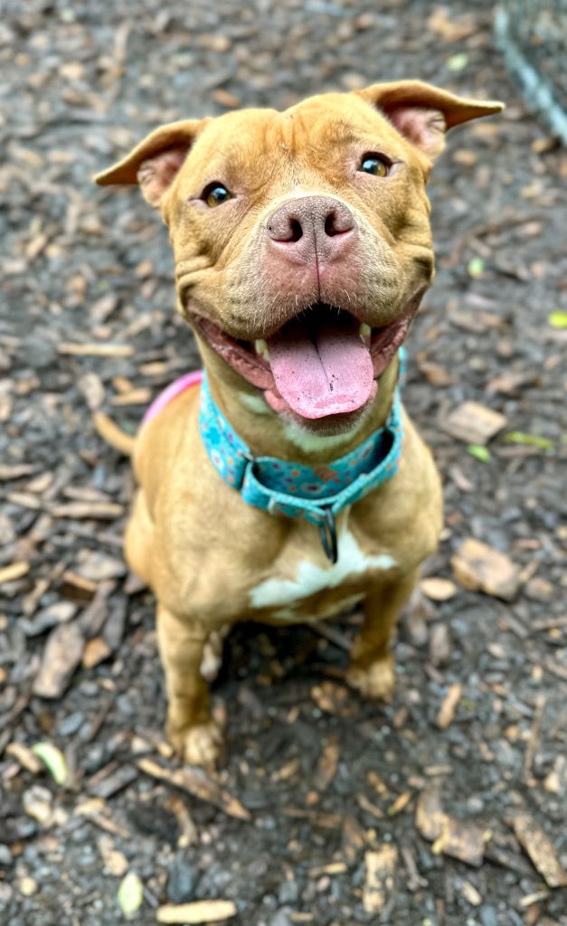 adoptable Dog in Trenton, NJ named Fiona